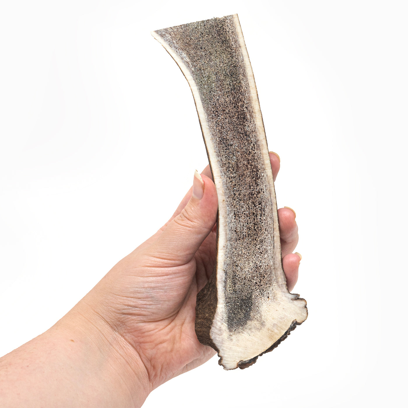 Deer Antlers - Split