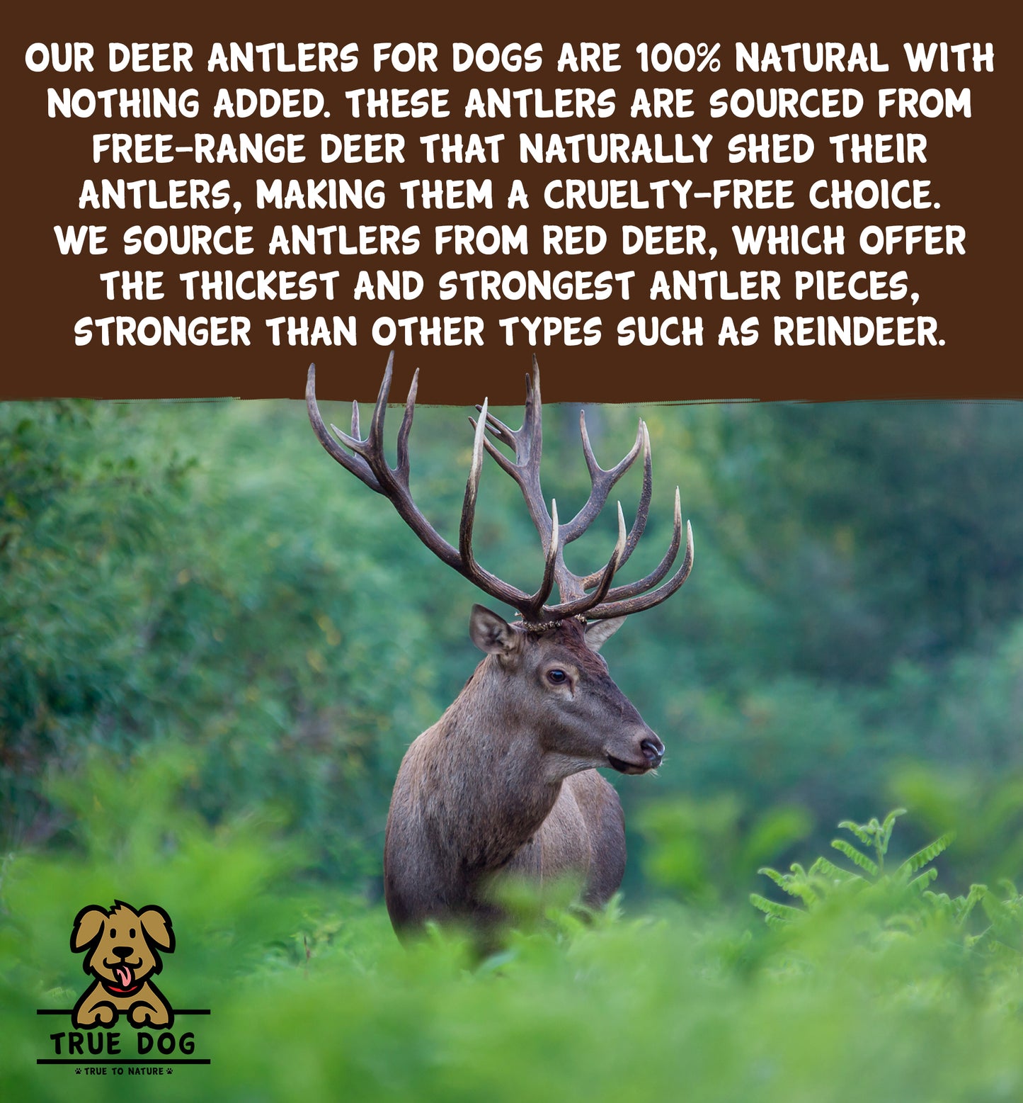 Deer Antlers - Split