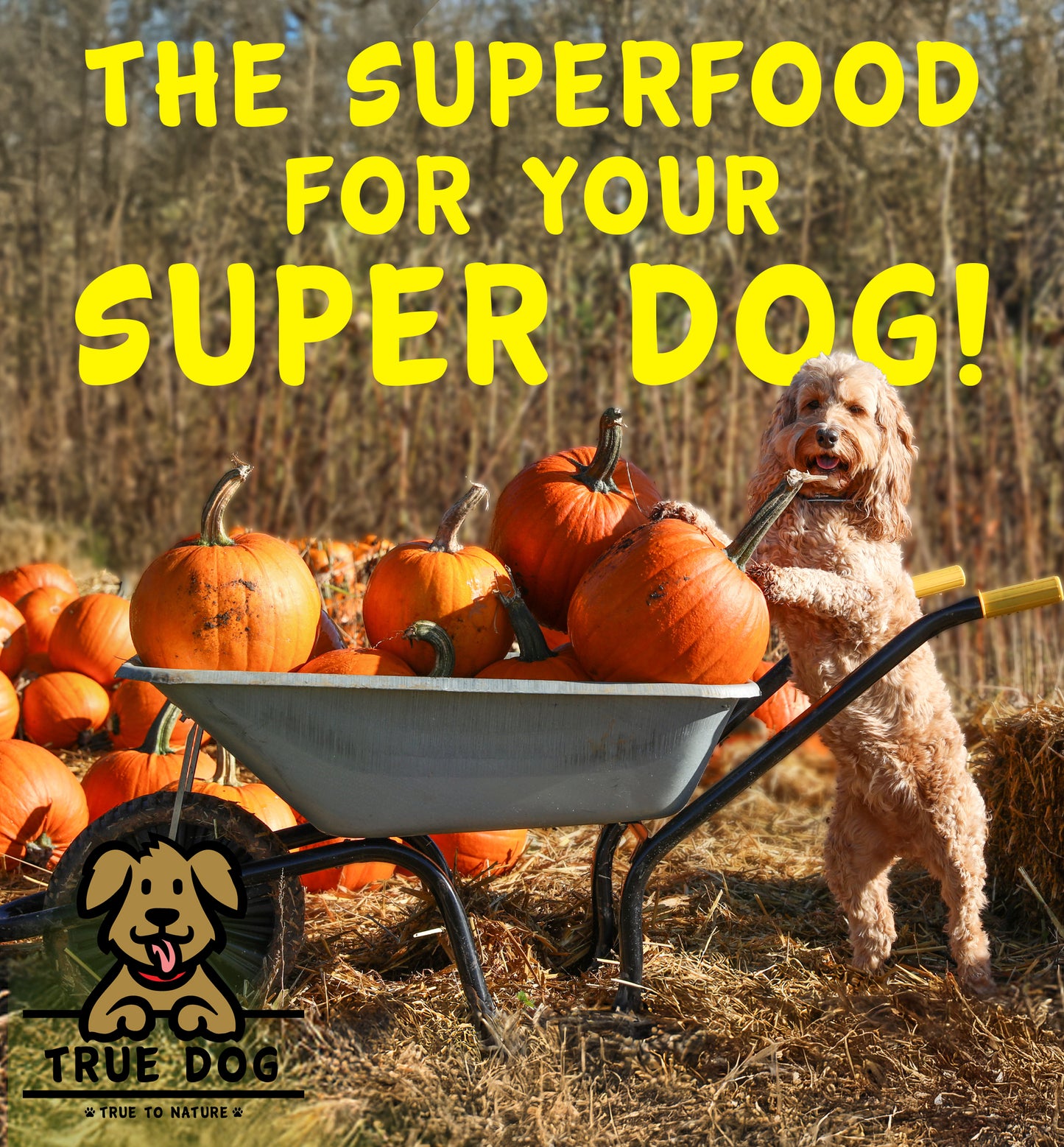 Pumpkin Powder with Pre, Pro & Postbiotics 100g