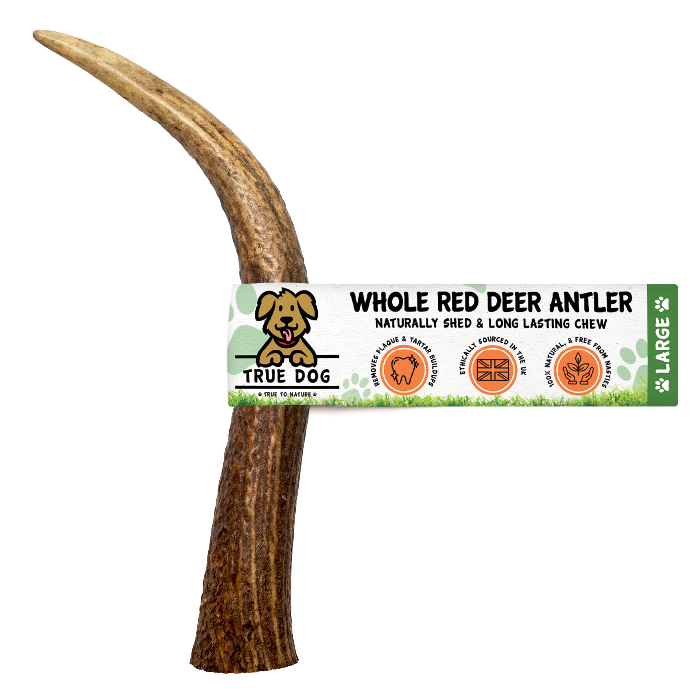 Deer Antlers - Whole
