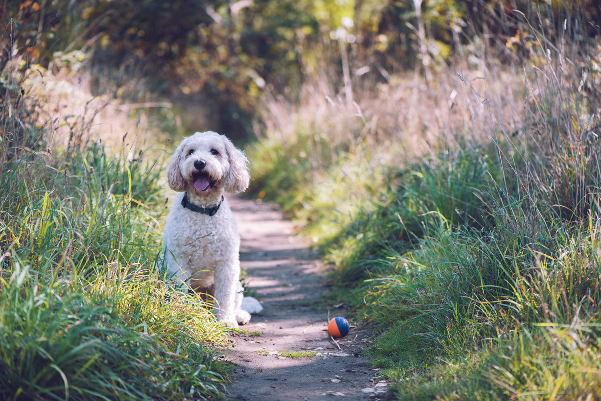 Quality Canine Care with Premium Products for your Pet | True Dog ...